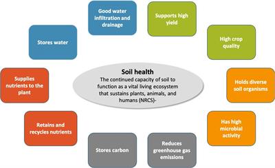 Defining and Managing for Healthy Vineyard Soils, Intersections With the Concept of Terroir